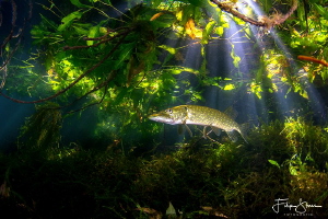 Pike under the trees, pond of Ekeren, Belgium by Filip Staes 
